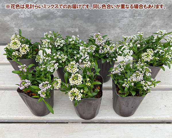 アリッサム:アルール パステルミックス2.5-3.5号ポット