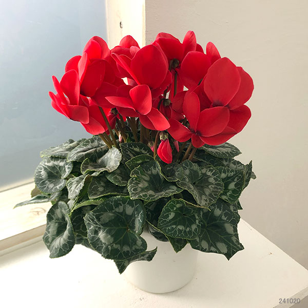 シクラメン:ハリオス レッドレブル5号鉢植え