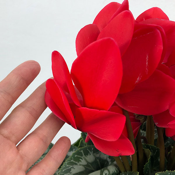 シクラメン:ハリオス レッドレブル5号鉢植え