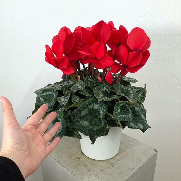 シクラメン:ハリオス レッドレブル5号鉢植え