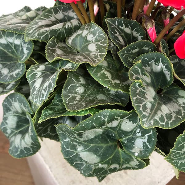 シクラメン:ハリオス レッドレブル5号鉢植え