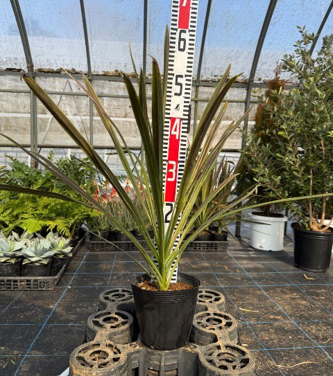 コルジリネ:チョコレートミント5号ポット