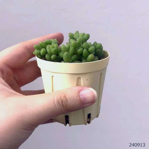 クラッスラ：ヒルチペス　2号プラ鉢植え
