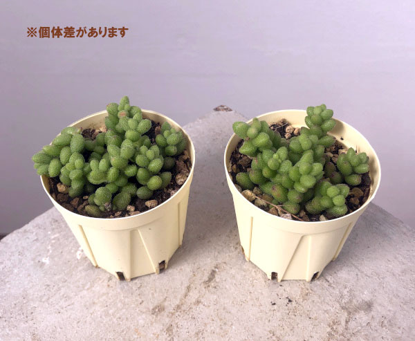 クラッスラ：ヒルチペス　2号プラ鉢植え