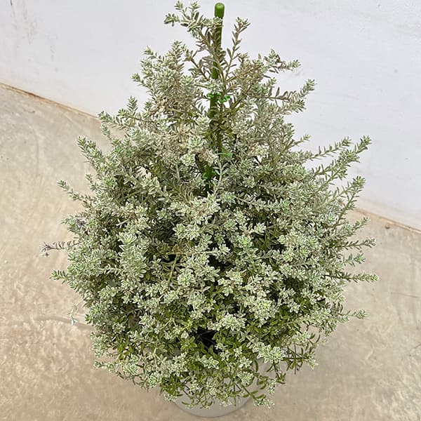 ウエストリンギア スモーキーホワイト・ツリー仕立て8号鉢植え