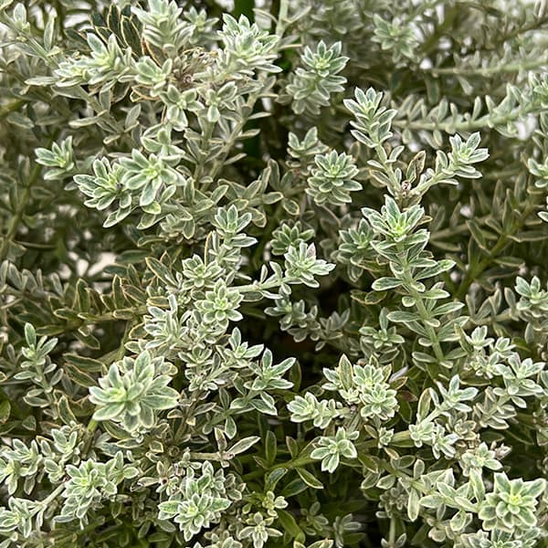 園芸ネット本店｜ウエストリンギア スモーキーホワイト・ツリー仕立て8