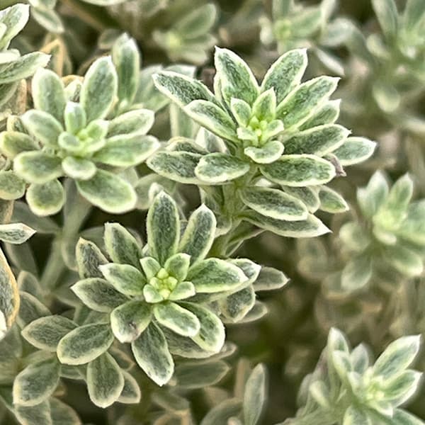 ウエストリンギア スモーキーホワイト・ツリー仕立て8号鉢植え