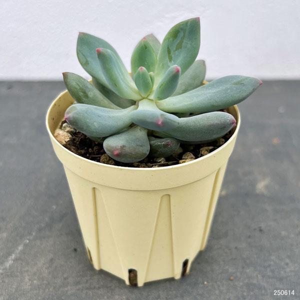 パキフィツム：キューティーフィンガー　2号プラ鉢植え