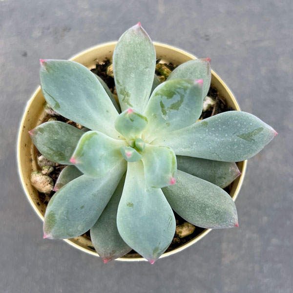 パキフィツム：キューティーフィンガー　2号プラ鉢植え