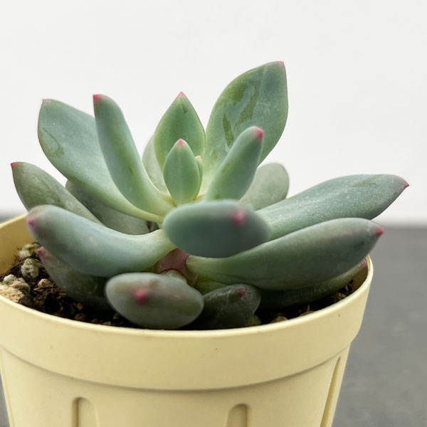 パキフィツム：キューティーフィンガー　2号プラ鉢植え