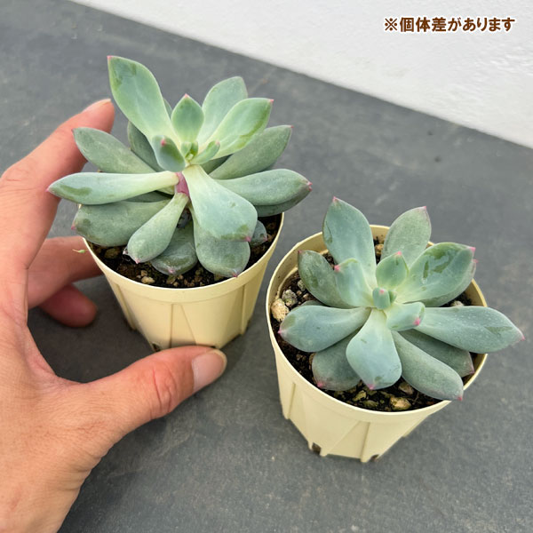 パキフィツム：キューティーフィンガー　2号プラ鉢植え