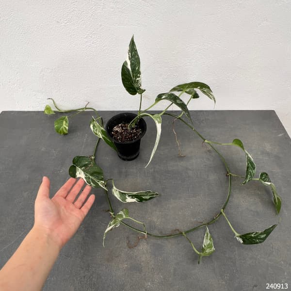 エピプレムヌム：ピナツム バリエガータセレクト（ロング） 3号