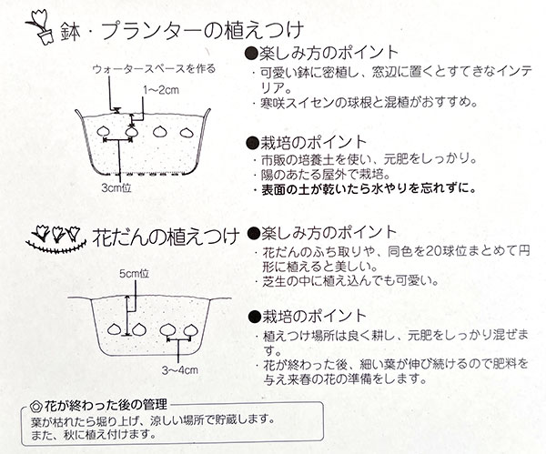 クロッカス：黄色10球入り(花壇用・ガーデンクロッカス）