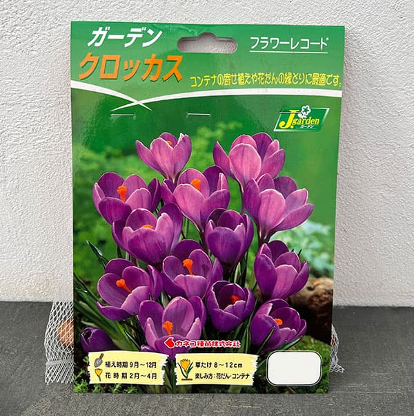 クロッカス:紫色20球入り(花壇用・ガーデンクロッカス)