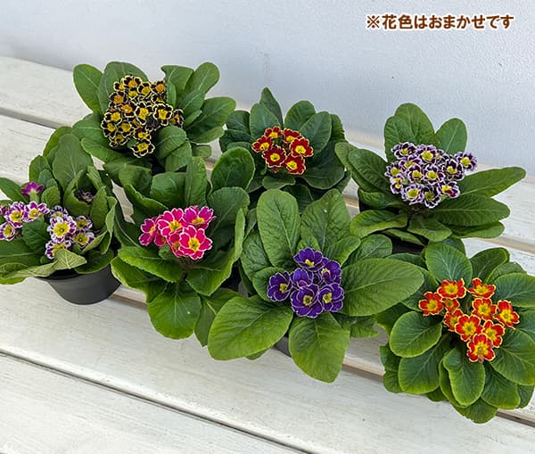 園芸ネット本店｜プリムラ：ビクトリアーナレースシリーズ花色見計らい