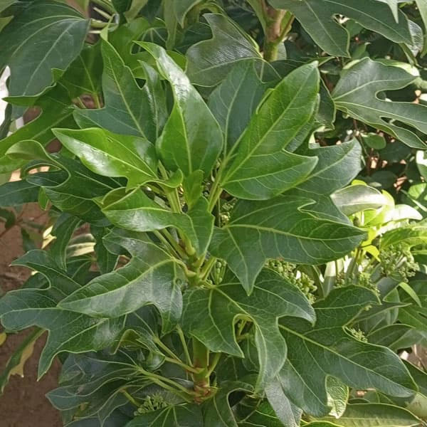 カクレミノ7号ルートバッグ入高さ100～120cm