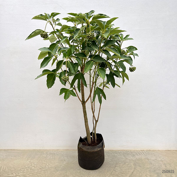 カクレミノ7号ルートバッグ入高さ100～120cm