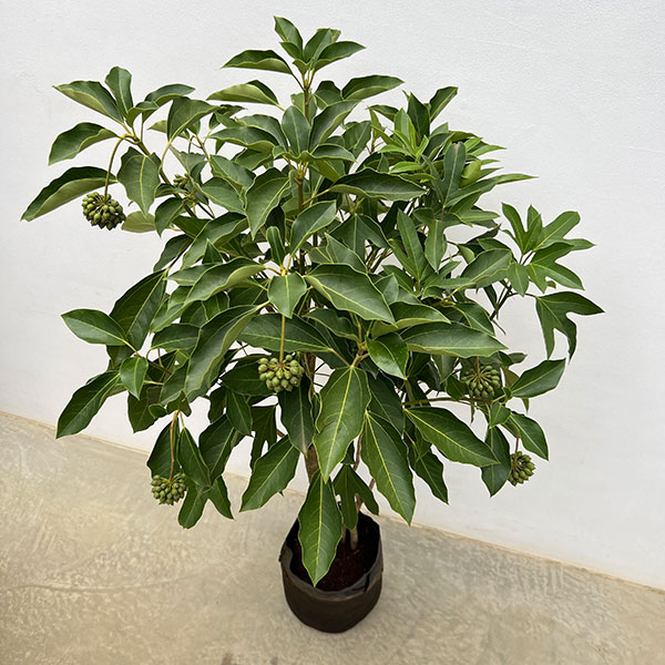 カクレミノ7号ルートバッグ入高さ100～120cm