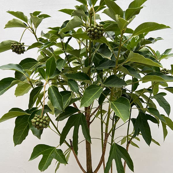 カクレミノ7号ルートバッグ入高さ100～120cm