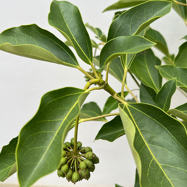 カクレミノ7号ルートバッグ入高さ100～120cm