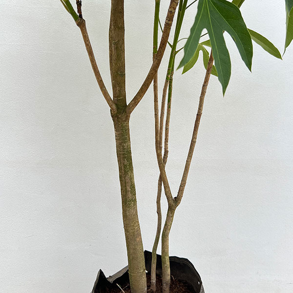 カクレミノ7号ルートバッグ入高さ100～120cm