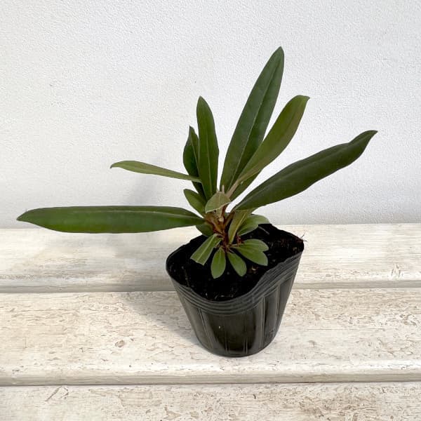 茶道具 棗 石楠花(しゃくなげ) 茶道具 棗 石楠花(しゃくなげ)