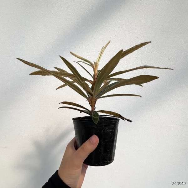 ホソバシャクナゲ/細葉石楠花【品番3317】 ホソバシャクナゲ（細葉