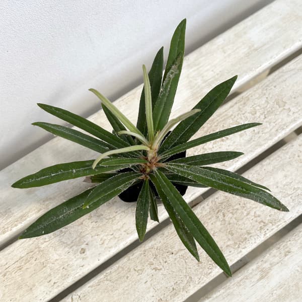 ホソバシャクナゲ/細葉石楠花【品番3317】 ホソバシャクナゲ/細葉石楠花【品番3317】 - メルカリ