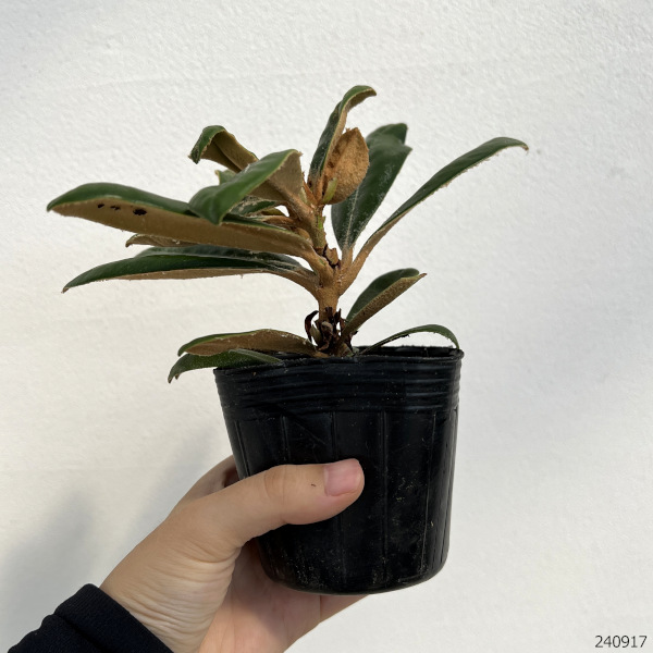 日本シャクナゲ：屋久島（やくしま）3号ポット