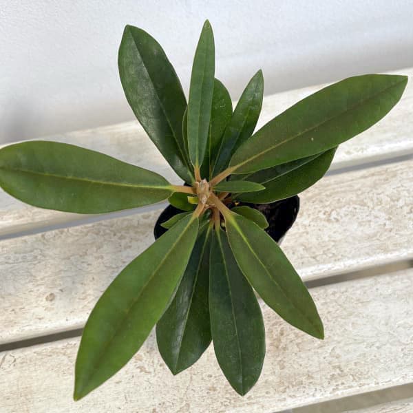 日本シャクナゲ：本石楠花3号ポット