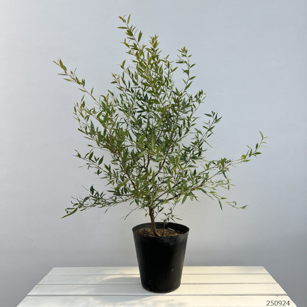 グレビレア:スプレンダー7号ポット