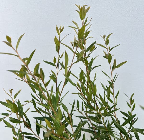 グレビレア:スプレンダー7号ポット