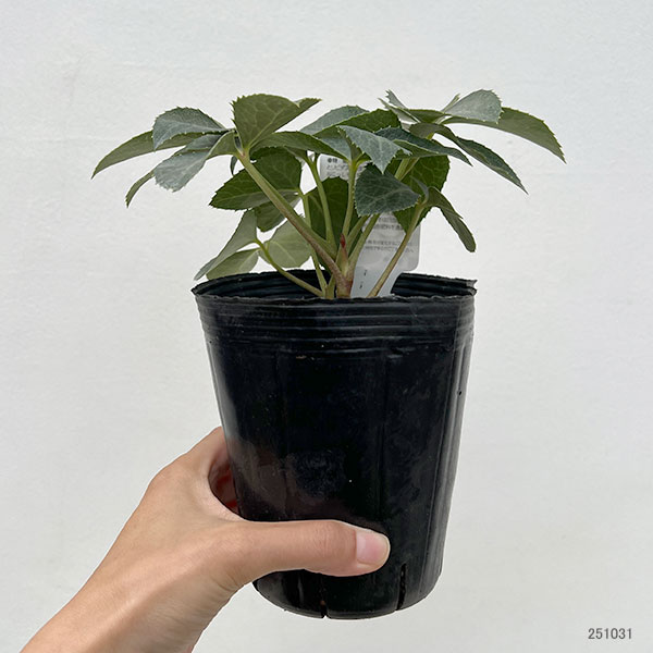 曽田園芸さんのクリスマスローズ(原種系):ステルニー グレイッシュシルバー4号ポット