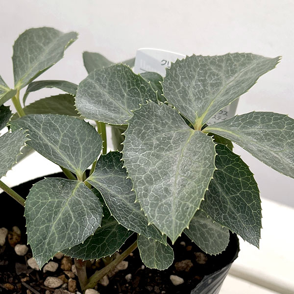 曽田園芸さんのクリスマスローズ(原種系):ステルニー グレイッシュシルバー4号ポット