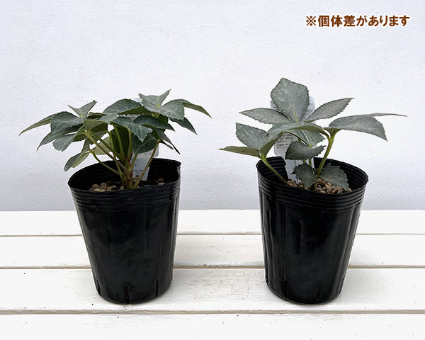 曽田園芸さんのクリスマスローズ(原種系):ステルニー グレイッシュシルバー4号ポット