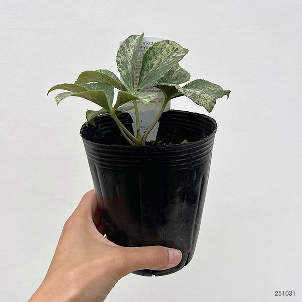 曽田園芸さんのクリスマスローズ(原種系):ステルニー グラナイトマーブル4号ポット