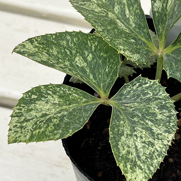 曽田園芸さんのクリスマスローズ(原種系):ステルニー グラナイトマーブル4号ポット