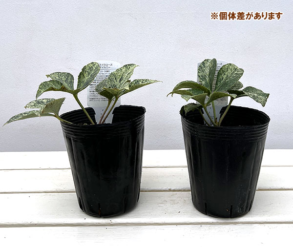 曽田園芸さんのクリスマスローズ(原種系):ステルニー グラナイトマーブル4号ポット