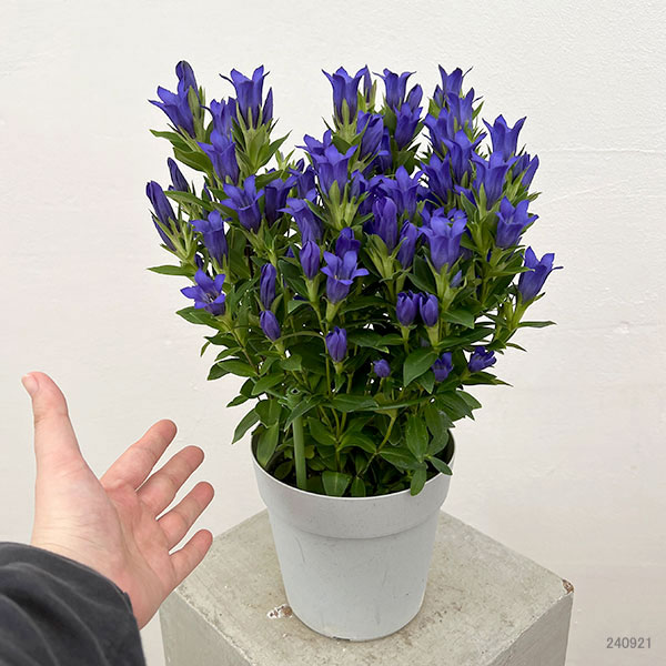 リンドウ:シャインブルーアシロ5号鉢植え
