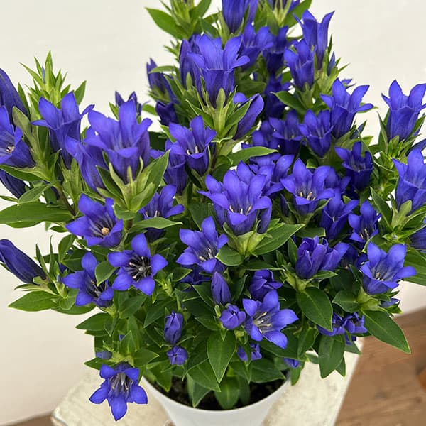 リンドウ:シャインブルーアシロ5号鉢植え