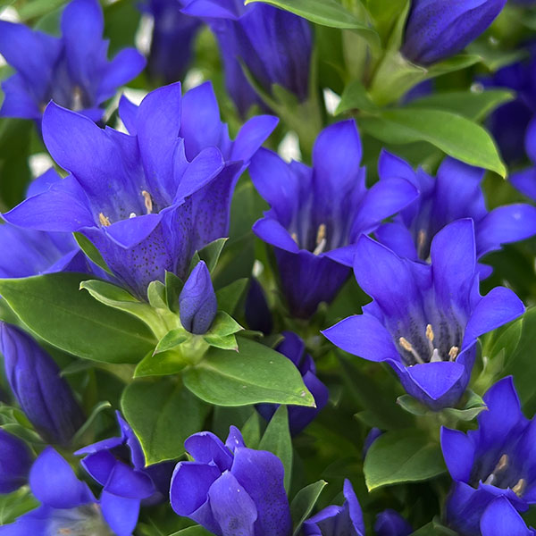 リンドウ:シャインブルーアシロ5号鉢植え