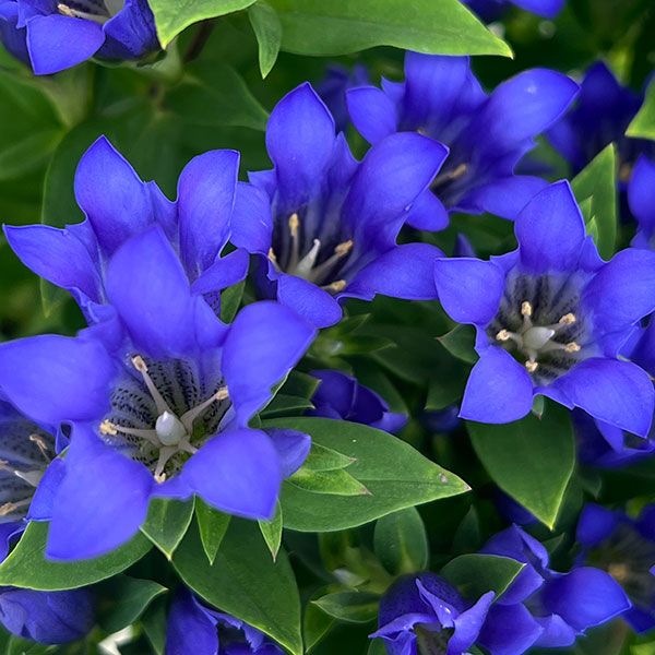 リンドウ:シャインブルーアシロ5号鉢植え