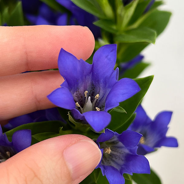 リンドウ:シャインブルーアシロ5号鉢植え
