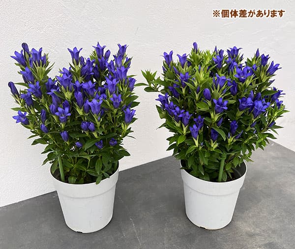 リンドウ:シャインブルーアシロ5号鉢植え