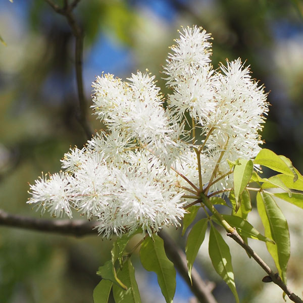 アオダモ(株立ち)3号ポット