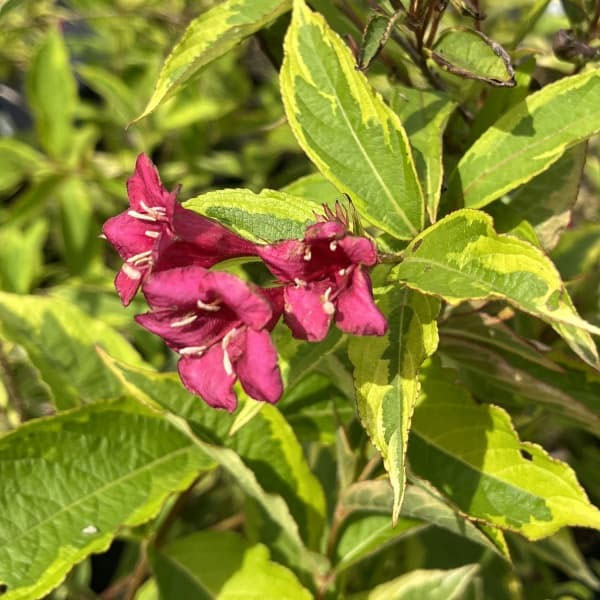 オオベニウツギ：フレンチレース3.5号ポット