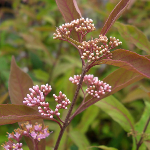 （わけあり特価）コムラサキ：パープルパールズ3.5号ポット