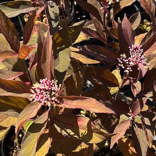 （わけあり特価）コムラサキ：パープルパールズ3.5号ポット