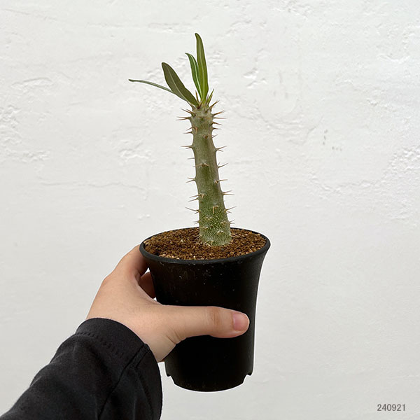パキポディウム：ロスラーツムカクチペス　3号鉢植え