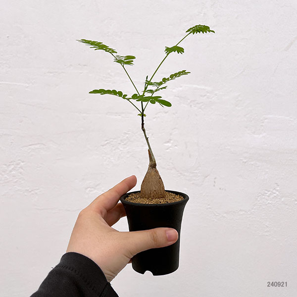 エンタダ：レプトスタキア　2.5号鉢植え